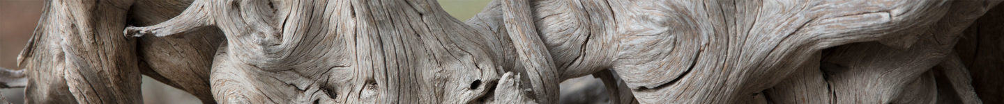 Stripped wood tree branch