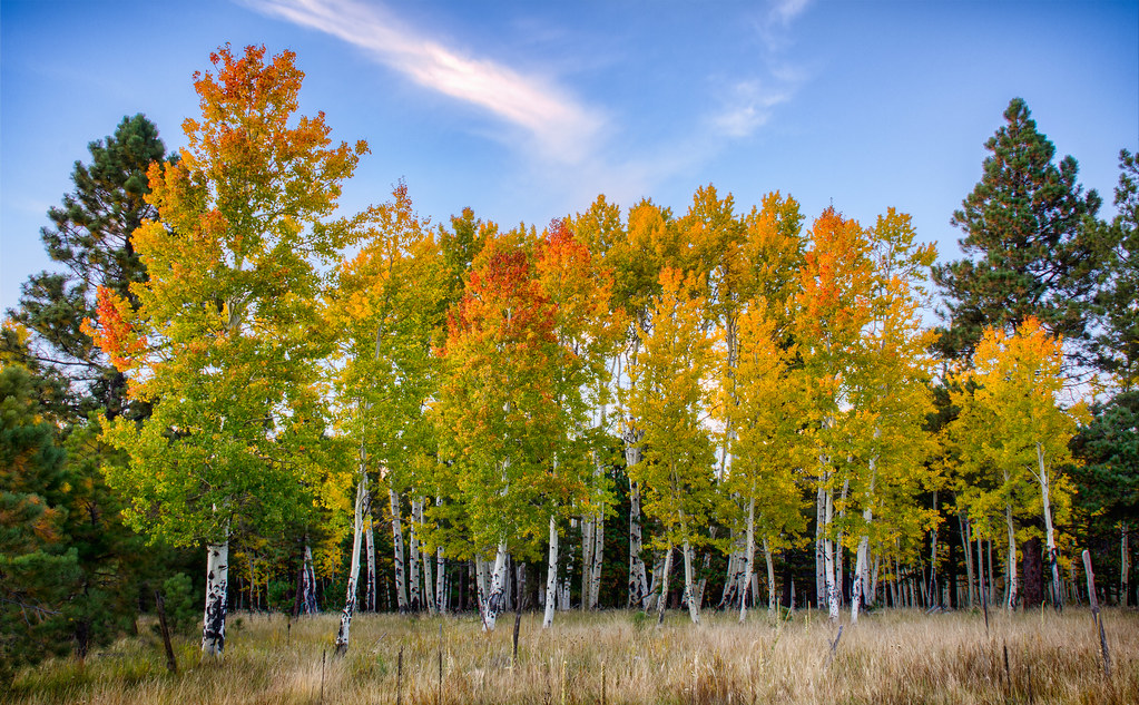 fall aspen trees flagstaff