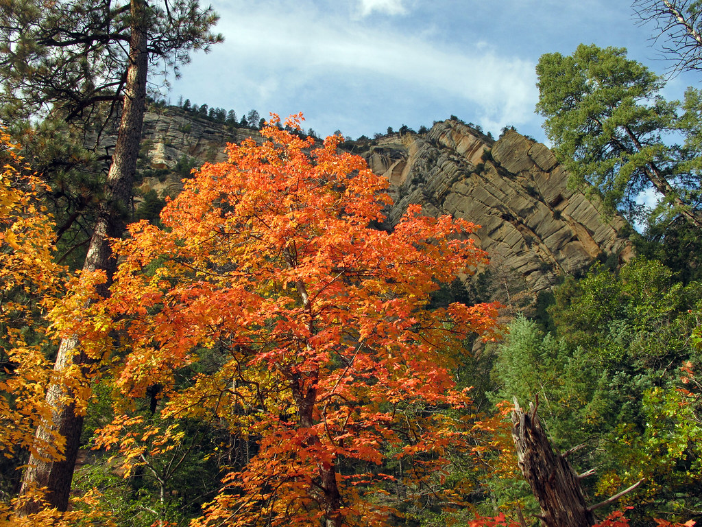 Fall leaves change color in Flagstaff